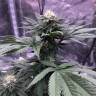 урожайные семена конопли Chocolate Mint OG feminised Humboldt Seeds урожайные семена конопли Chocolate Mint OG feminised Humboldt Seeds