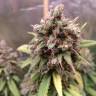 качественные семена конопли Cream 47 feminised Sweet Seeds качественные семена конопли Cream 47 feminised Sweet Seeds
