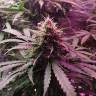Семена марихуаны в России Auto Kush feminised GanjaLiveSeeds Семена марихуаны в России Auto Kush feminised GanjaLiveSeeds