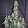 семена конопли автоцвет Auto Blueberry regular семена конопли автоцвет Auto Blueberry regular