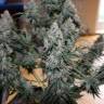 семена конопли курьером Auto Blueberry regular семена конопли курьером Auto Blueberry regular