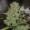 семена индийской конопли Auto Blueberry regular семена индийской конопли Auto Blueberry regular