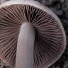 купить отпечатки псилоцибиновых грибов Panaeolus Tropicalis купить отпечатки псилоцибиновых грибов Panaeolus Tropicalis