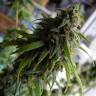семена конопли в оригинальных упаковках Great White Shark feminised Green House Seeds семена конопли в оригинальных упаковках Great White Shark feminised Green House Seeds