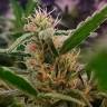 Californian Orange feminised Dutch Passion Seeds Californian Orange feminised Dutch Passion Seeds