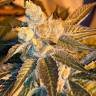 семена конопли с доставкой Cyclops regular Ganja Seeds семена конопли с доставкой Cyclops regular Ganja Seeds