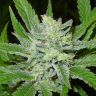семена конопли с доставкой Auto Northern Blue regular семена конопли с доставкой Auto Northern Blue regular