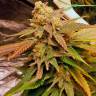 семена конопли f1 в оригинальной упаковке Vanilla Kush feminised Barneys Farm семена конопли f1 в оригинальной упаковке Vanilla Kush feminised Barneys Farm