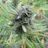 заказ семян конопли Москва Dedoverde Haze feminised Humboldt Seeds заказ семян конопли Москва Dedoverde Haze feminised Humboldt Seeds