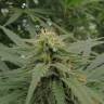 заказ семян конопли Dedoverde Haze feminised Humboldt Seeds заказ семян конопли Dedoverde Haze feminised Humboldt Seeds