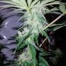 купить семена конопли Cream Caramel CBD feminised Sweet Seeds купить семена конопли Cream Caramel CBD feminised Sweet Seeds