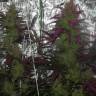 заказать семена конопли Auto S.A.D. (Sweet Afgani Delicious) feminised заказать семена конопли Auto S.A.D. (Sweet Afgani Delicious) feminised