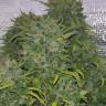 автики Auto S.A.D. (Sweet Afgani Delicious) feminised автики Auto S.A.D. (Sweet Afgani Delicious) feminised