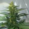 семена культурной конопли купить Auto AK 47 feminised Ganja Live Seeds семена культурной конопли купить Auto AK 47 feminised Ganja Live Seeds