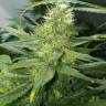 семена конопли Украина Auto AK-47 feminised Ganja Live Seeds семена конопли Украина Auto AK-47 feminised Ganja Live Seeds