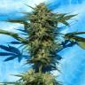 хорошие семена конопли Auto White Russian regular хорошие семена конопли Auto White Russian regular