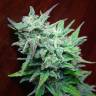 семена конопли для выращивания Auto Blue Acid regular семена конопли для выращивания Auto Blue Acid regular