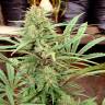 CBD Charlotte`s Angel feminised Dutch Passion Seeds CBD Charlotte`s Angel feminised Dutch Passion Seeds