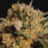 качественные семена конопли Violator Kush feminised Barneys Farm качественные семена конопли Violator Kush feminised Barneys Farm