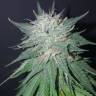 семена конопли в оригинальных упаковках Violator Kush feminised Barneys Farm семена конопли в оригинальных упаковках Violator Kush feminised Barneys Farm