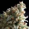 урожайные семена конопли Violator Kush feminised Barneys Farm урожайные семена конопли Violator Kush feminised Barneys Farm