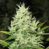 конопля семена сорта заказать 2048 feminised Medical Seeds