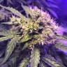заказ семян конопли Cream Caramel F1 Fast Version feminised Sweet Seeds заказ семян конопли Cream Caramel F1 Fast Version feminised Sweet Seeds