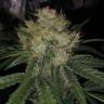 семена конопли почтой Cream Caramel F1 Fast Version feminised Sweet Seeds семена конопли почтой Cream Caramel F1 Fast Version feminised Sweet Seeds