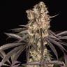 Семена каннабиса Runtz Muffin feminised Ganja Seeds Семена каннабиса Runtz Muffin feminised Ganja Seeds