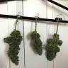 заказ семян конопли Москва Auto White Widow regular заказ семян конопли Москва Auto White Widow regular
