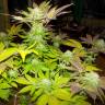 семена конопли индика Auto White Widow regular семена конопли индика Auto White Widow regular