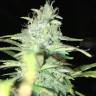 семена конопли в интернете Blue Himalaya feminised семена конопли в интернете Blue Himalaya feminised