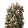 заказать качественные семена конопли The Church feminised Green House Seeds заказать качественные семена конопли The Church feminised Green House Seeds