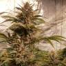 семена конопли купить онлайн CBD Compassion feminised семена конопли купить онлайн CBD Compassion feminised