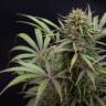 CBD Compassion feminised Dutch Passion Seeds CBD Compassion feminised Dutch Passion Seeds