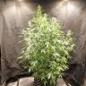 CBD Compassion feminised Dutch Passion Seeds CBD Compassion feminised Dutch Passion Seeds