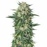 где можно заказать семена конопли Dr Greenthumb's Em-Dog By B-Real feminised Humboldt Seeds где можно заказать семена конопли Dr Greenthumb's Em-Dog By B-Real feminised Humboldt Seeds