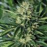 хорошие семена конопли Dr Greenthumb's Em-Dog By B-Real feminised Humboldt Seeds хорошие семена конопли Dr Greenthumb's Em-Dog By B-Real feminised Humboldt Seeds