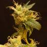 конопля семена сорта заказать Dr Greenthumb's Em-Dog By B-Real feminised Humboldt Seeds конопля семена сорта заказать Dr Greenthumb's Em-Dog By B-Real feminised Humboldt Seeds