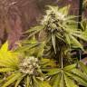 семена конопли курьером Dr Greenthumb's Em-Dog By B-Real feminised Humboldt Seeds семена конопли курьером Dr Greenthumb's Em-Dog By B-Real feminised Humboldt Seeds