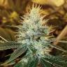 семена индийской конопли Dr Greenthumb's Em-Dog By B-Real feminised Humboldt Seeds семена индийской конопли Dr Greenthumb's Em-Dog By B-Real feminised Humboldt Seeds