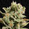 семена индийской конопли Dutch Dragon feminised Paradise Seeds семена индийской конопли Dutch Dragon feminised Paradise Seeds