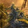 качественные семена конопли Lemon Shining Silver Haze feminised Royal Queen качественные семена конопли Lemon Shining Silver Haze feminised Royal Queen