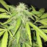 заказать качественные семена конопли Cream Caramel feminised Sweet Seeds заказать качественные семена конопли Cream Caramel feminised Sweet Seeds
