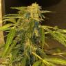 где можно заказать семена конопли Cream Caramel feminised Sweet Seeds где можно заказать семена конопли Cream Caramel feminised Sweet Seeds