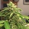 хорошие семена конопли Cream Caramel feminised Sweet Seeds хорошие семена конопли Cream Caramel feminised Sweet Seeds