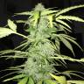 конопля семена сорта заказать Cream Caramel feminised Sweet Seeds конопля семена сорта заказать Cream Caramel feminised Sweet Seeds