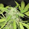 семена конопли курьером Cream Caramel feminised Sweet Seeds семена конопли курьером Cream Caramel feminised Sweet Seeds