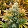 Качественные семена конопли Banana Punch feminised Ganja Seeds Качественные семена конопли Banana Punch feminised Ganja Seeds