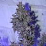 семена конопли индика Auto AK 47 regular семена конопли индика Auto AK 47 regular